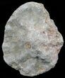 Polished Fossil Coral Head - Morocco #60019-1